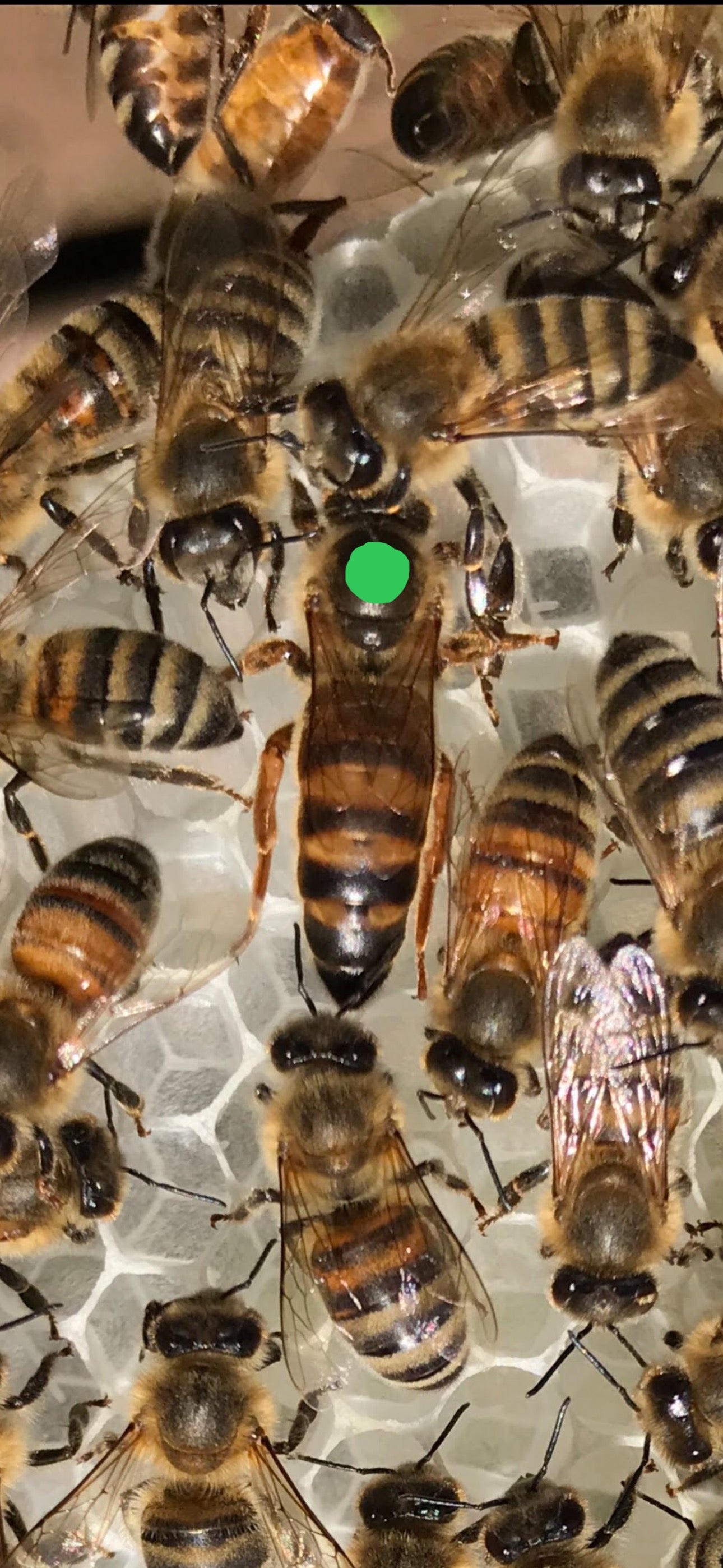 2024 Carniolan Honey bee Queen - mated, marked, laying eggs, October, 21 shipping