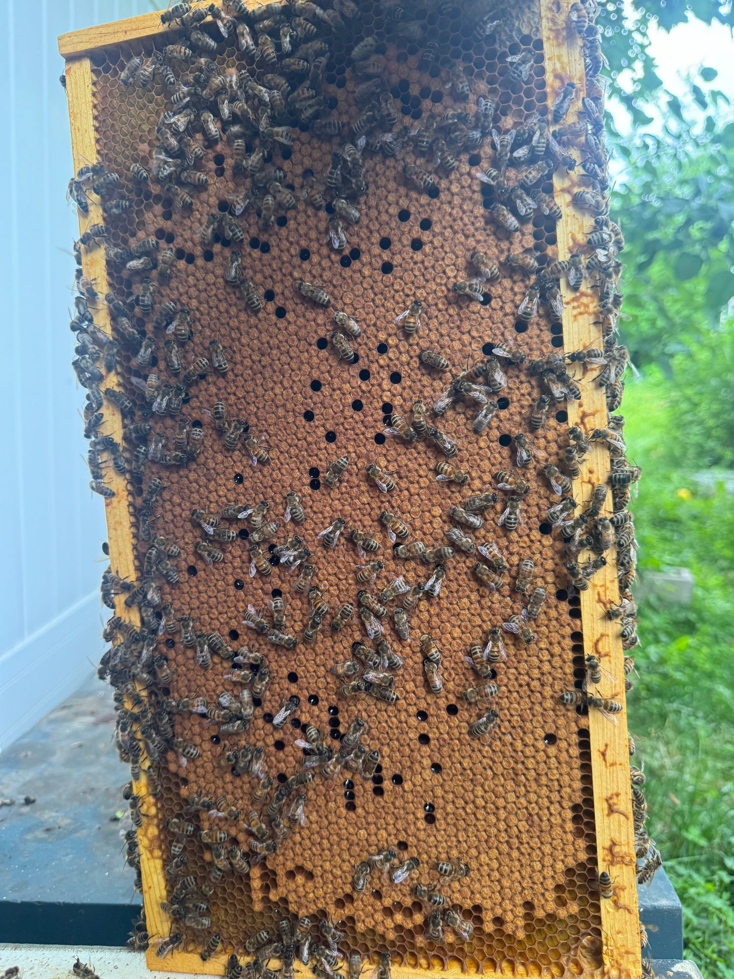 2024 Carniolan Honey bee Queen - mated, marked, laying eggs, October, 21 shipping