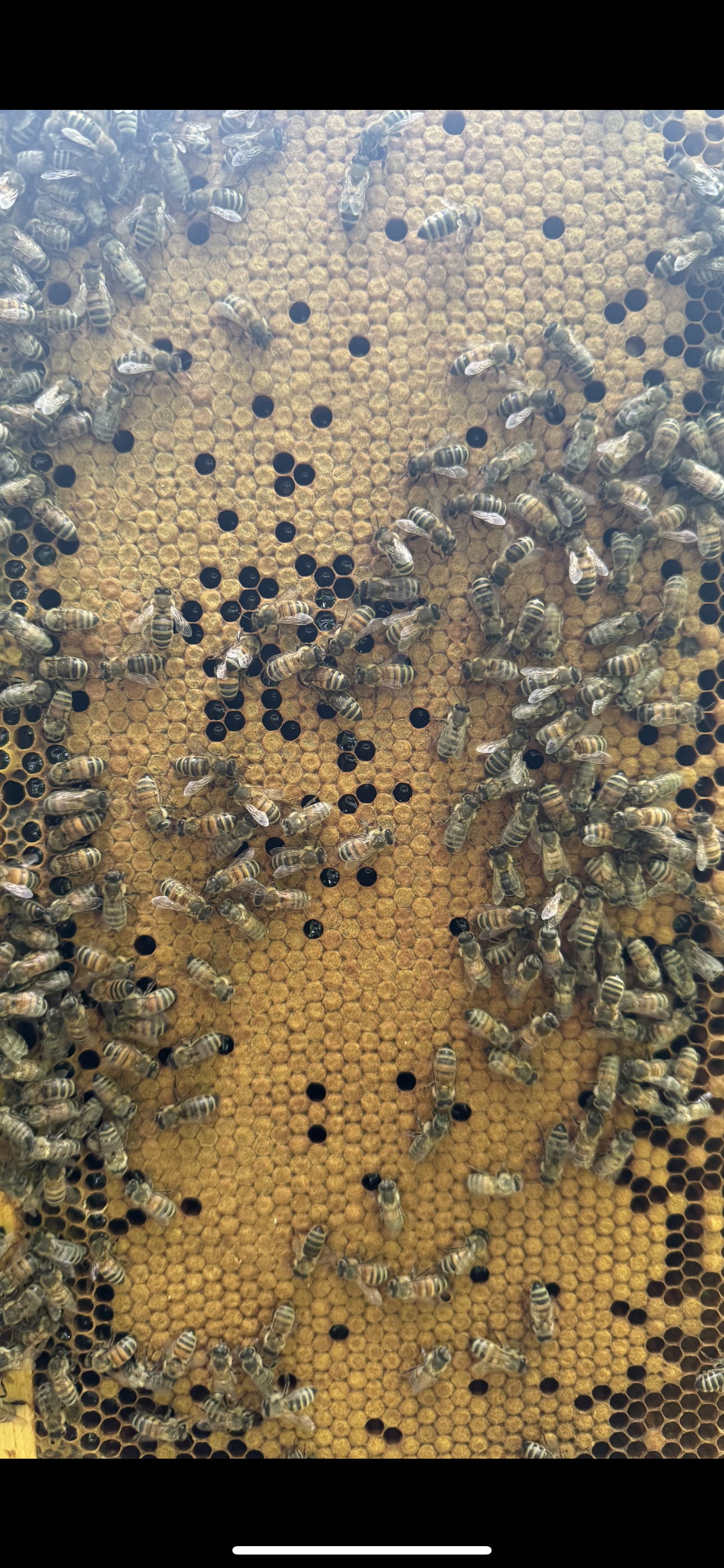 2024 Carniolan Honey bee Queen - mated, marked, laying eggs, October, 21 shipping