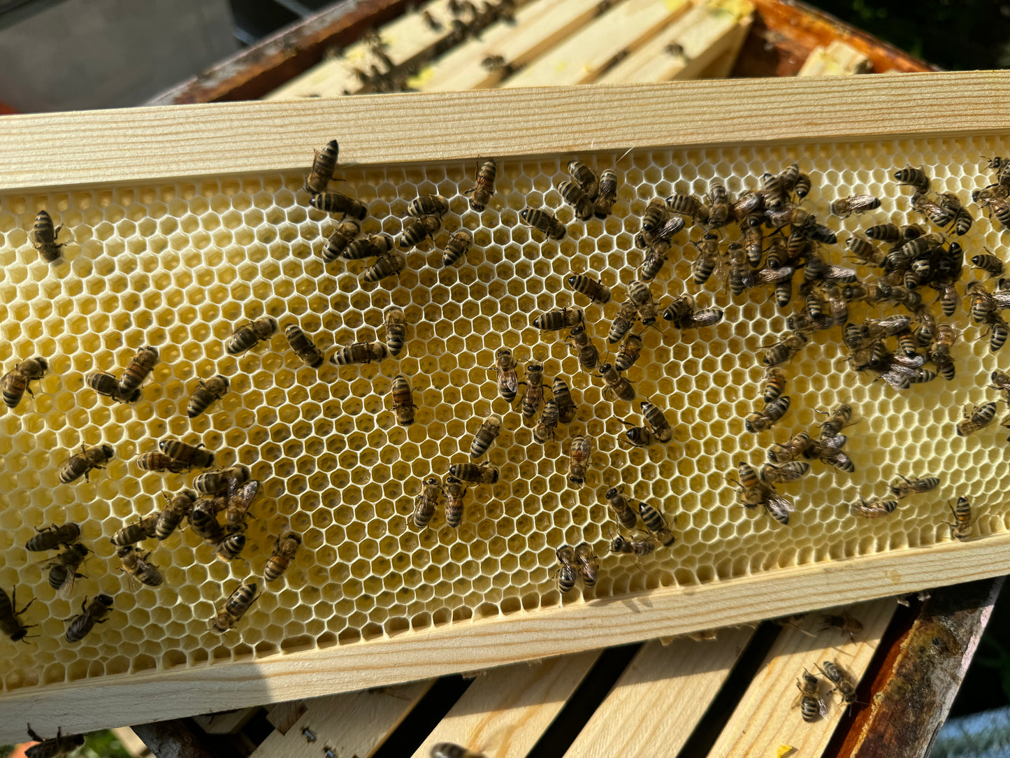 2024 Carniolan Honey bee Queen - mated, marked, laying eggs, October, 21 shipping