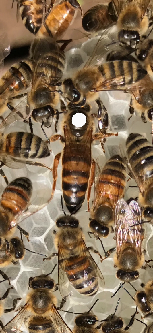2026 Carniolan Honey bee Queen - mated, marked, laying eggs, May, 25 shipping