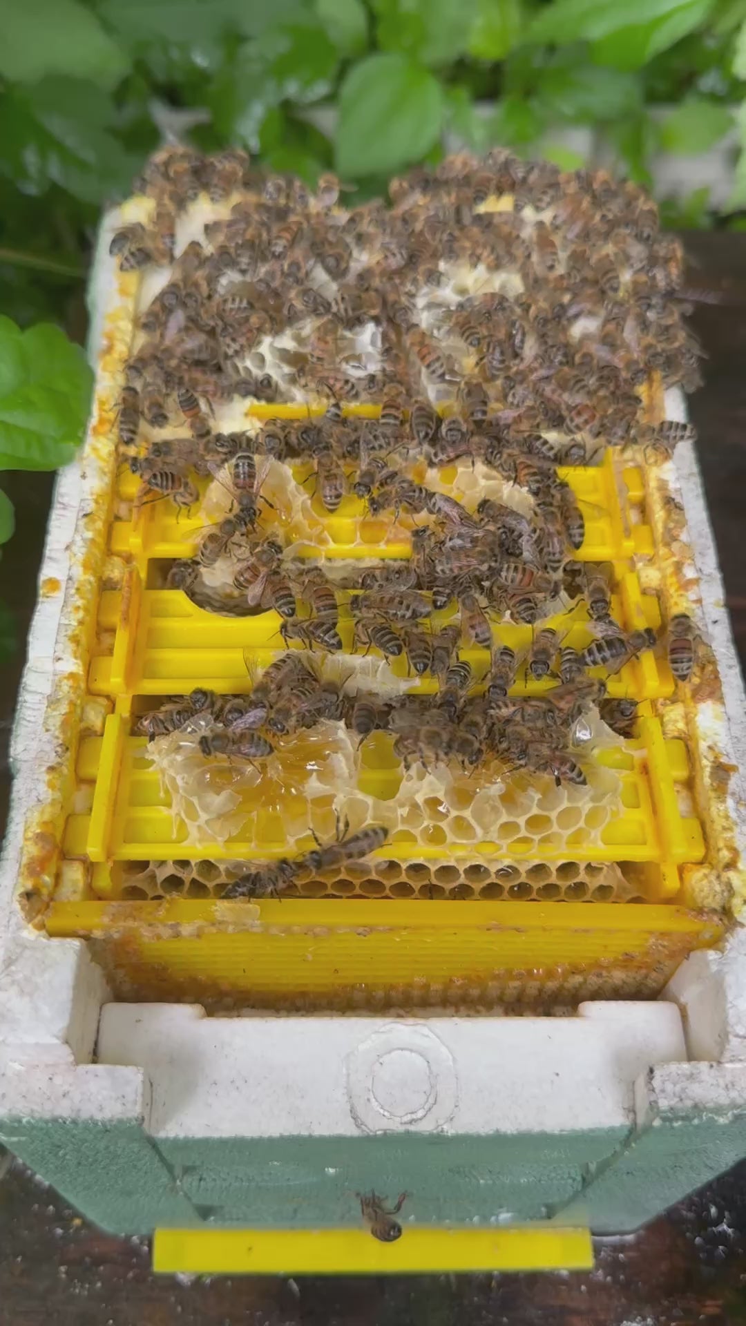 2026 Carniolan Honey bee Queen - Monday July, 6 2026 shipping
